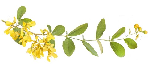 Wall Mural - Colutea arborescens Botanical Name for Bladder Senna Leaves