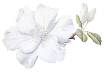 Poster - PNG White flower hibiscus blossom petal.