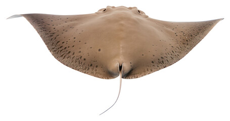 Sticker - PNG A stingray animal fish sea.