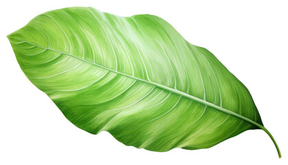 Canvas Print - PNG Plant leaf freshness nature.