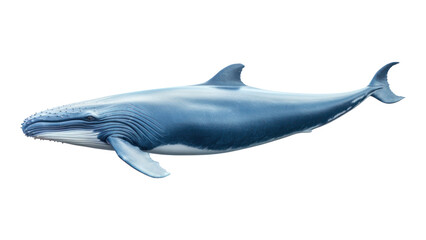 Wall Mural - PNG Whale animal mammal fish.