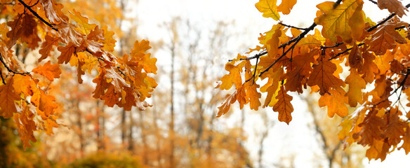 Poster - Autumn nature landscape background. fall oak tree leaves on branches in forest, abstract natural backdrop. banner