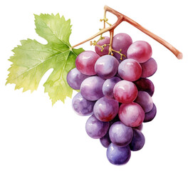 Poster - PNG Grapes fruit plant food.