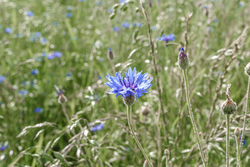 Wall Mural - A Beautiful Vibrant Blue Wildflower Blooming in a Natural Meadow Setting Filled with Diversity