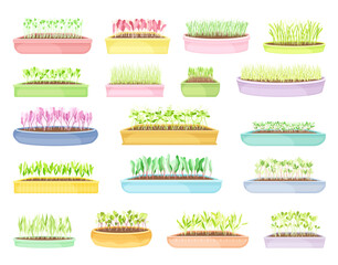 Poster - Fresh Sprout of Micro Greens Growing in Pot Vector Set