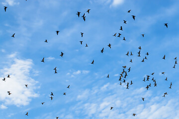 A flock of birds against the blue sky. The concept of a large flock of birds is unexpected. Birds in nature in and blue with a blue sky. Birds in nature with blue skies and clouds lifestyle.