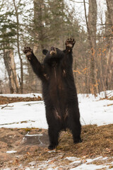 Wall Mural - Black Bear (Ursus americanus) Waves Paws Over Head Winter