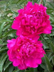 Wall Mural - Peonies beautiful pink bright flowers