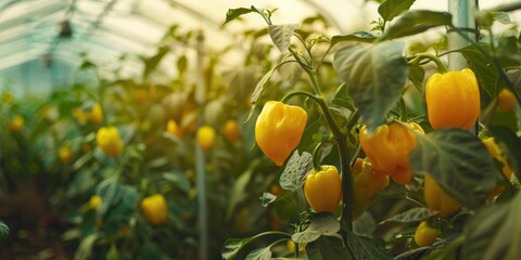 Wall Mural - Unripe yellow peppers growing in a greenhouse