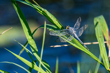 Wall Mural - dragonfly on the grass