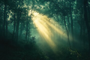 Wall Mural - A serene forest scene featuring soft sunlight filtering through trees, creating a mystical atmosphere with mist hovering in the air