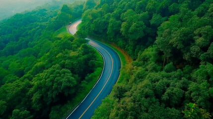 Wall Mural - road in the forest in the evening