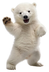 Poster - PNG Happy smiling dancingbaby polar bear mammal animal white.