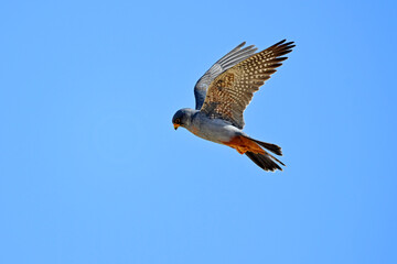 Canvas Print - Rotfußfalke - Männchen // Red-footed falcon - male (Falco vespertinus)