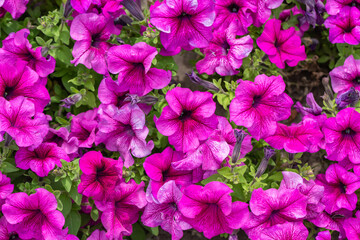 Petunias. Bright pink beautiful petunia flowers. Bloom.