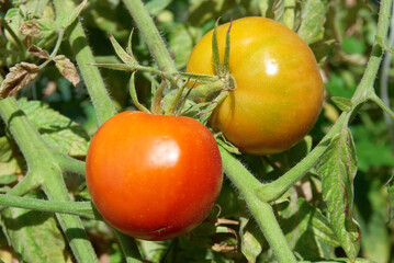 Wall Mural - Red tomato and yellow tomato with green leaves on tomato bush