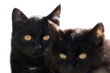 Two black cats isolated on white background