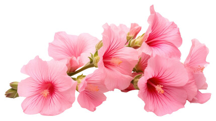 Poster - PNG Hibiscus blossom flower petal.