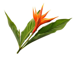 Poster - PNG A Heliconia psittacorum flower heliconia plant.