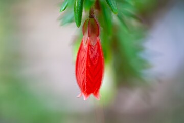 Wall Mural - Flower of an Agapetes serpens