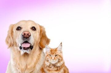 Wall Mural - Portrait of a pretty dog  and cat posing together