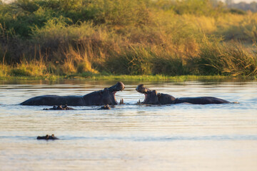 Wall Mural - Hippopotamus in the Okavanga Delta in Botswana. An aggressive hippo bull shows dominant behaviour