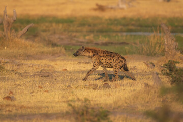 Wall Mural - Hyena, detail portrait. Spotted hyena, Crocuta crocuta, angry animal near the water hole, beautiful evening sunset and cub. Animal pup nature