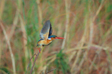 Wall Mural - Flying Malachite Kingfisher, Corythornis cristatus n Okavango Delta, Botswana