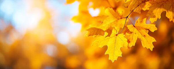 Wall Mural - Bright yellow autumn leaves on a tree branch, symbolizing the season of fall and Thanksgiving holiday