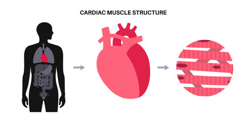 Wall Mural - Cardiac muscle tissue