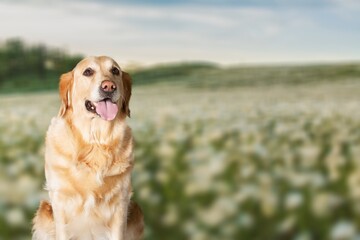 Wall Mural - fluffy cute dog pet walk on the green grass