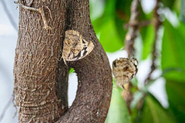 Canvas Print - Butterfly with closed wings on trunk.