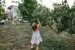© Anna Artemenko/Stocksy - girl picking pears in the garden