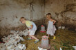 © Anna Artemenko/Stocksy - children on the farm catch chickens in the barn