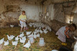 © Anna Artemenko/Stocksy - children on the farm catch chickens in the barn