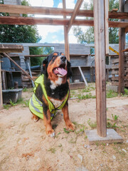 Cute Bearnaise dog on a construction site wearing high visibility vest. New building wall in the background. Tough boss concept. Security and safety theme. Funny scene with a big animal.