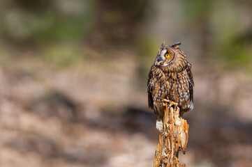 Fototapete - Long-eared owl standing on tree trunk and looking to the left. Asio otus