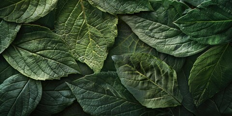 Sticker - Dark green leaves, textured surface.