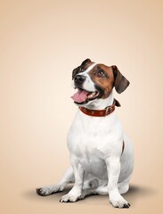 Wall Mural - Happy smart dog sitting and posing