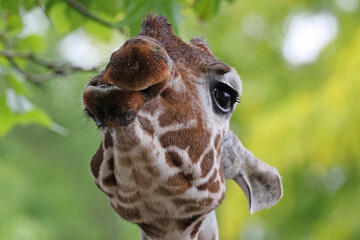 Sticker - Reticulated giraffe (giraffa camelopardalis reticulata) close up view