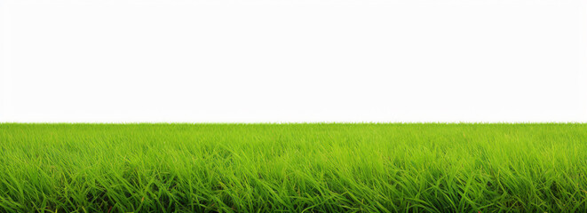 green grass texture isolated white background