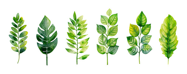 Collection with watercolor green leaves isolated on transparent background. Summer and spring trees foliage. Forest botany elements for design