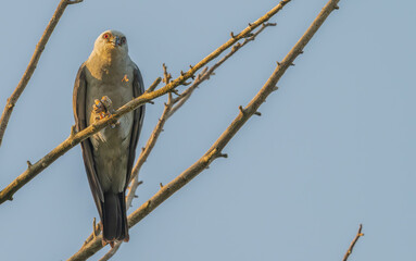 mississippi kite perched in a dead tree with an insect in its claws.