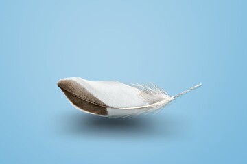 Poster - Abstract White Bird Feather in The Air.