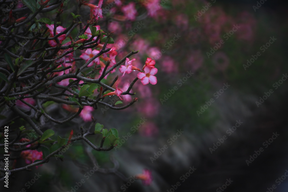 Mock Azalea Adenium Obesum (Mock Azalea, Desert Rose, Impala Lily, Pink Bigmonia ...