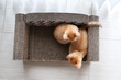 © Monica Murphy/Stocksy - 2 Tabby kittens play on kitty couch