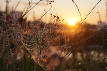 spider web in the dew