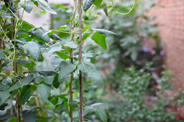 Beans planted in the vegetable garden