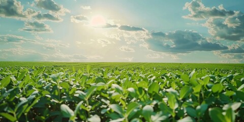 Canvas Print - Soy Field with Young Soybeans in Agricultural Landscape