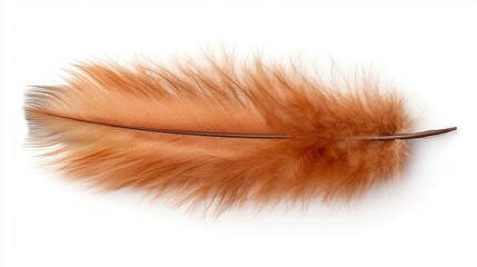 Poster - A single brown feather rests elegantly on a pristine white surface, showcasing its intricate details and natural beauty